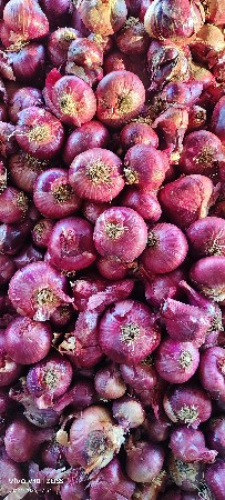 લાલ ડુંગળી વેચવાની છે