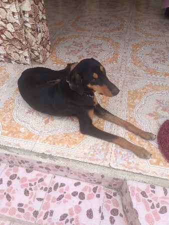 પાડવાના છે