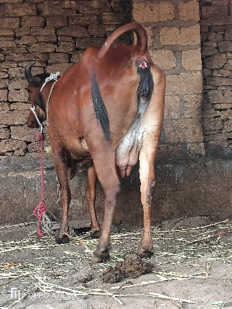 થંબનેલ 4