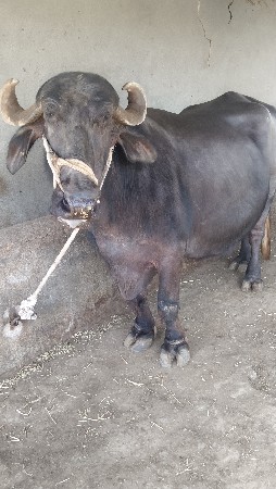 ભેંસ વેચવાની છે