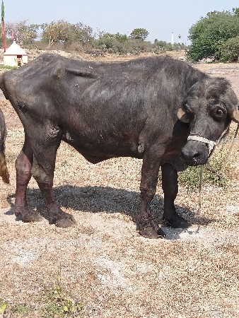 थंबनेल 2