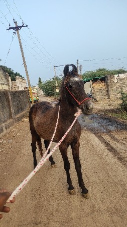 વછેરી વેચવાની છે