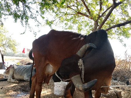 8 કે 10 દિવસ કાચી ,6 લીટર દૂધ,