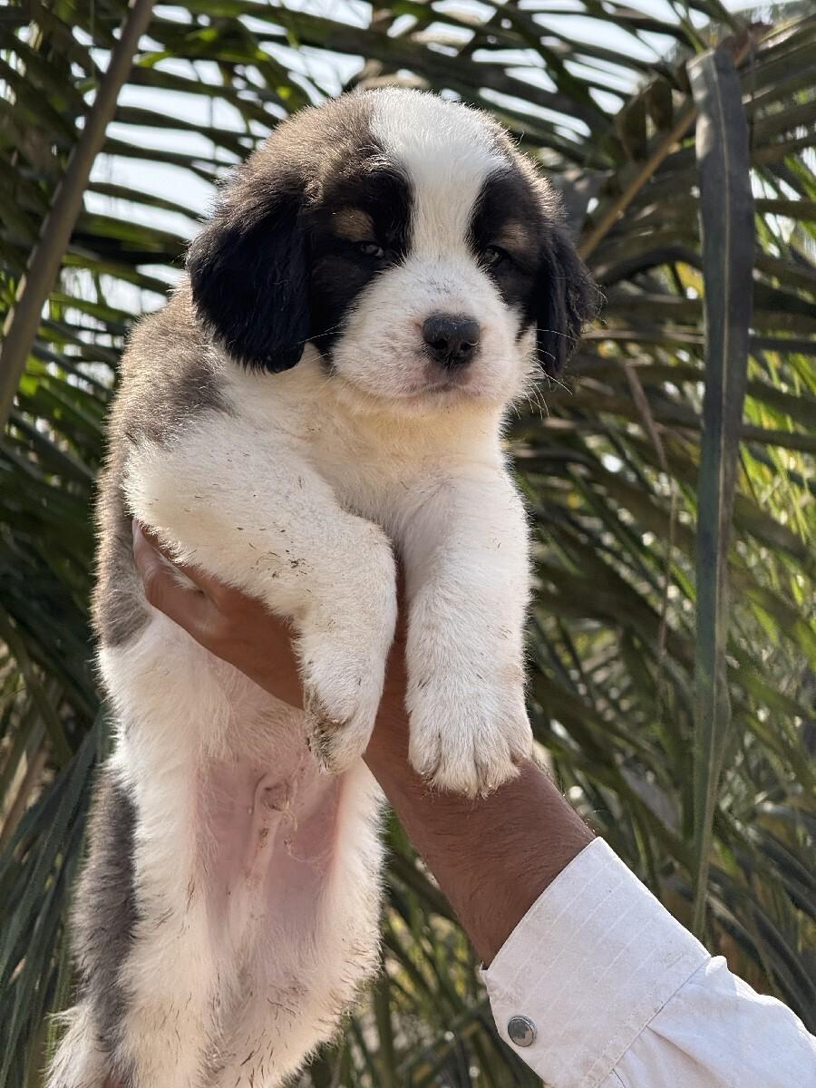 Saint Bernard puppy for sale Mel