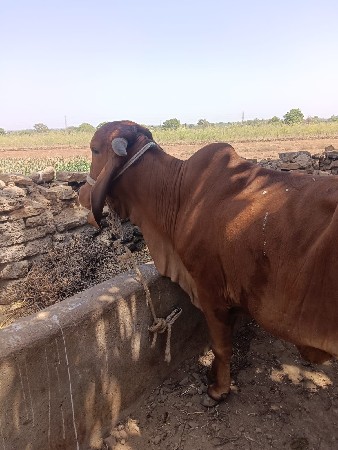 થંબનેલ 3