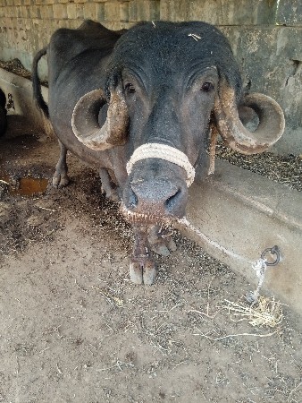 ભેસ વેસવાની સે