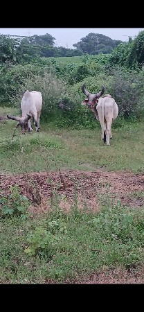 બળદ વેચવાના છે