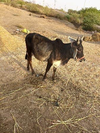 કચ્છી વાછરડા વેચવાના છે જવાબદારી
