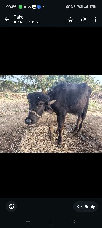 બે પાડા વેચવાના ના છે