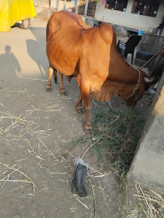 થંબનેલ 2