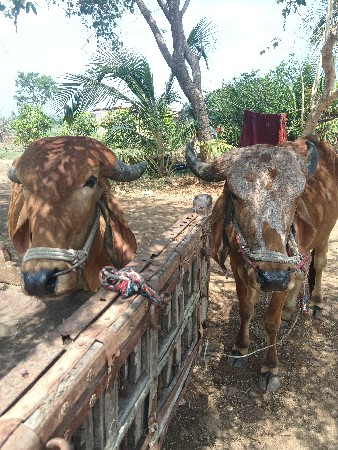આ ગોઢલા વેસવાના છે