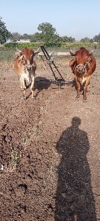 6 દાતે છે