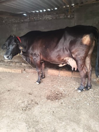 થંબનેલ 3