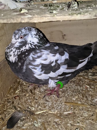 થંબનેલ 2