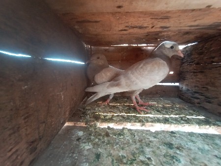 થંબનેલ 2