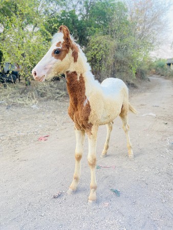 थंबनेल 3