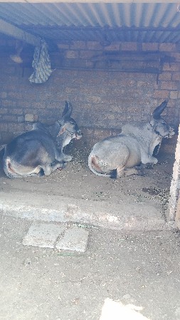 વાસડા વેસવાના છે