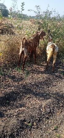 થંબનેલ 3