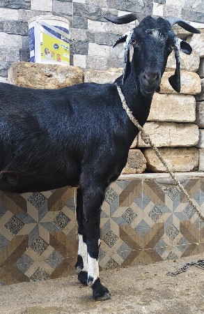 थंबनेल 3