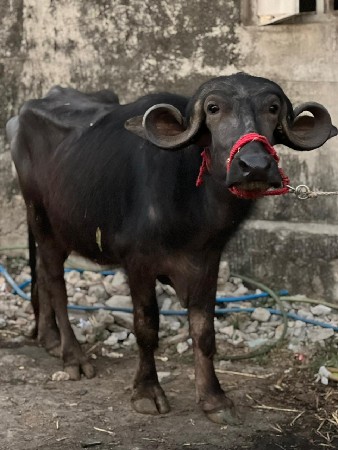 થંબનેલ 3