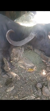 ભેંસ વેચવાની છે