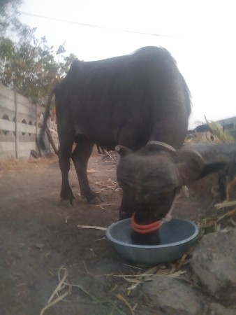 थंबनेल 2