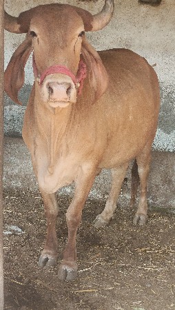 थंबनेल 4