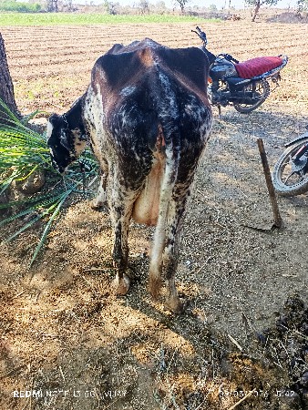 થંબનેલ 2