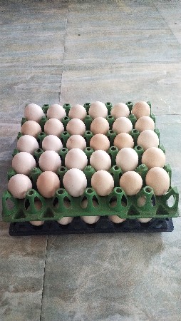 દેશી ઈંડા (તરશિંગડા, માળીયા)