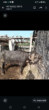 થંબનેલ 2