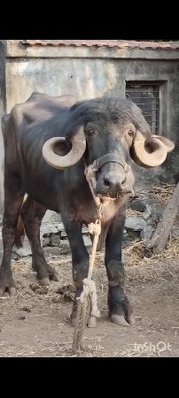 थंबनेल 2