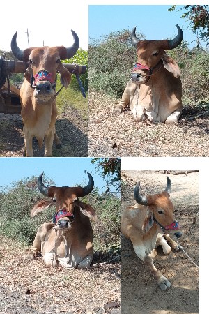 ગોઢલો વેચવા નો છે