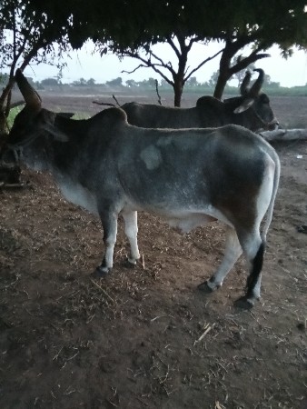 પેલી ધરના બળદ વેચવાના છે બધી જવાબ