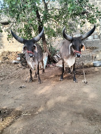 થંબનેલ 2