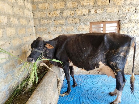 દુધ 7.8 લીટર છે