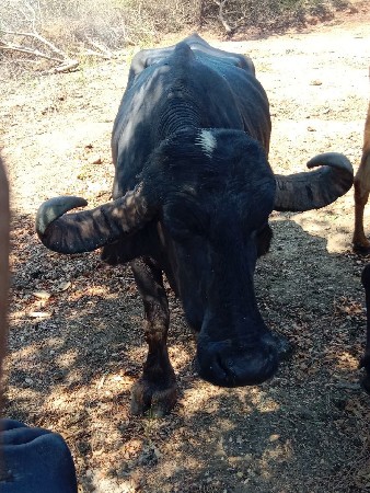 थंबनेल 2