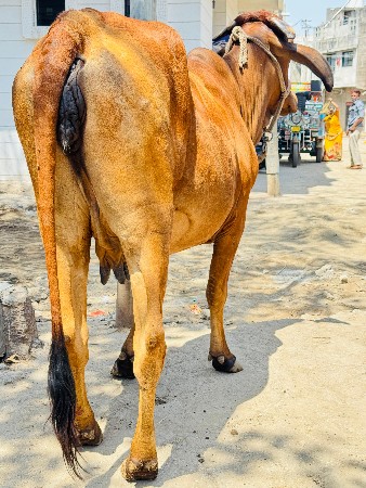 થંબનેલ 2