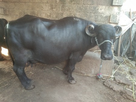 थंबनेल 2