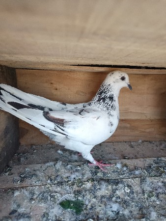 थंबनेल 3