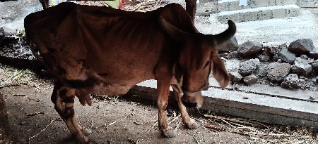 ગાય વેચવાની છે બીજું વેતર