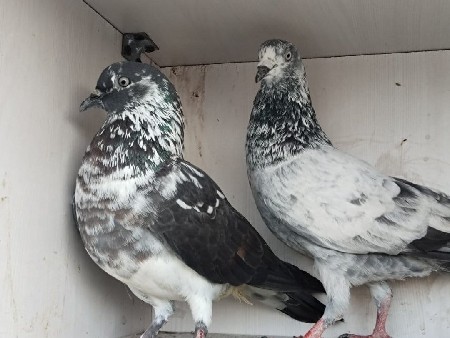 થંબનેલ 2