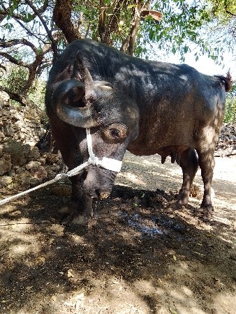 थंबनेल 2