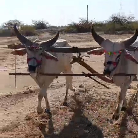 ગોઢલા વેચવાના છે