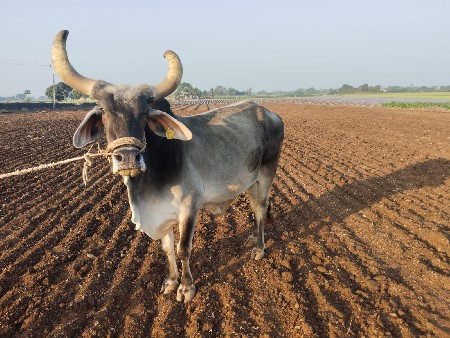 બળદવેશવાનોશે