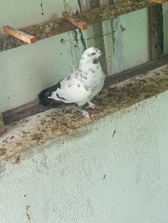 थंबनेल 2