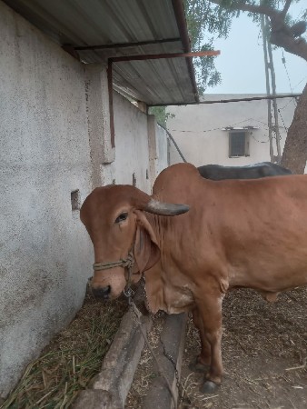 ગીર ગાય વેચવાની છે