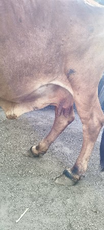 ગાય વેચવાની છે  ગીર ગાય સે  ગાભણી