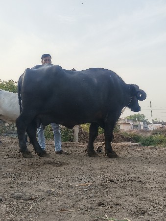 ભેંસ વેચવા ની છે