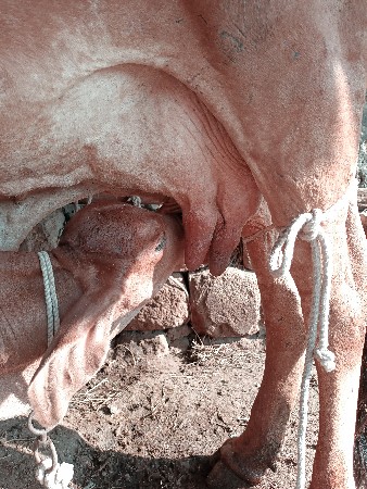 દેશી ગાય વેચવાની છે