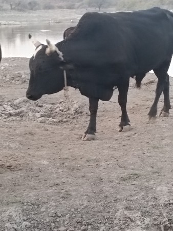 વેચવા માટે છે